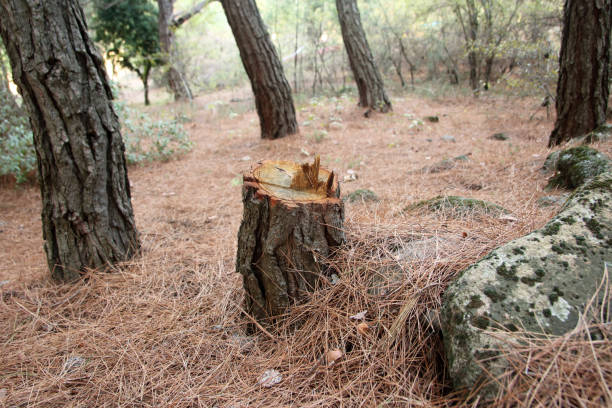 Best Emergency Tree Removal  in USA